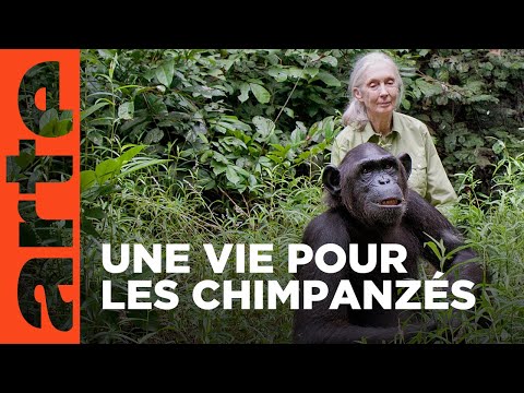 Jane Goodall au secours des chimpanzés du Congo | Documentaire | ARTE