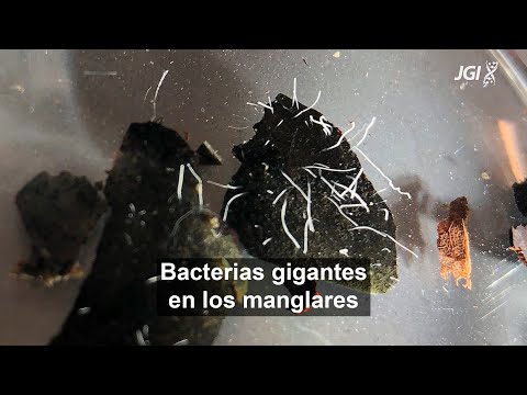 La bacteria más grande del mundo